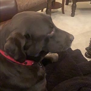 Meet your Posher, Martin